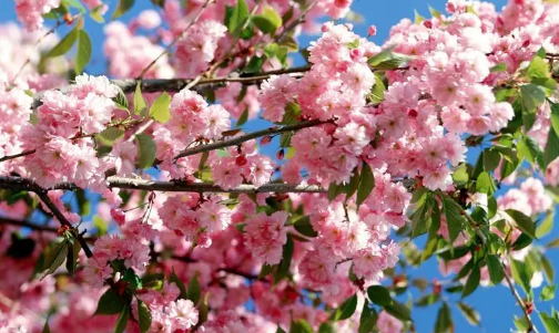 2024年武汉3月份有樱花了吗 第1张