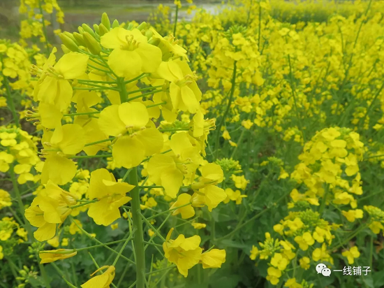 一线铺子原创：小雏菊花朵口金包编织教程 第1张