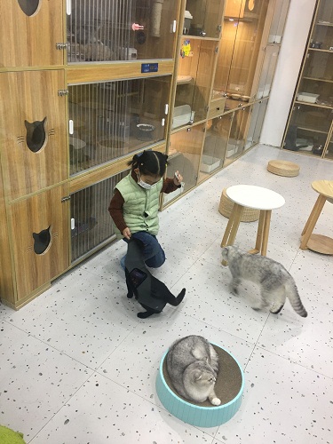 带孩子到猫咖撸猫
