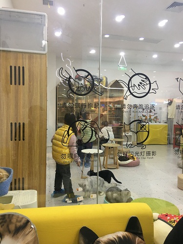 带孩子到猫咖撸猫