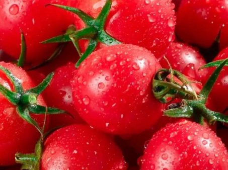 吃生西红柿会中毒？番茄的味道越来越难吃 第6张