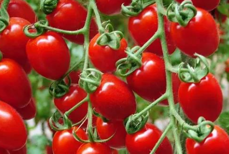吃生西红柿会中毒？番茄的味道越来越难吃 第10张