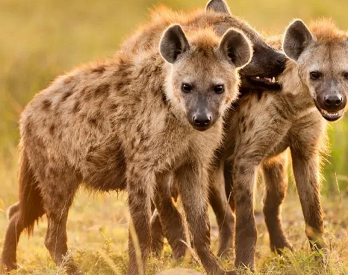 为什么斑鬣狗喜欢“掏肛”？动物又为什么原地不动