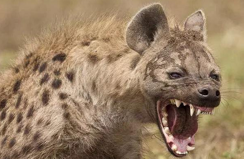 为什么斑鬣狗喜欢“掏肛”？动物又为什么原地不动 第3张