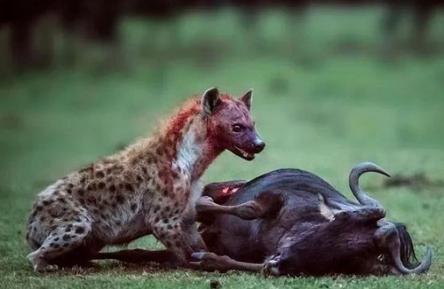 为什么斑鬣狗喜欢“掏肛”？动物又为什么原地不动 第5张