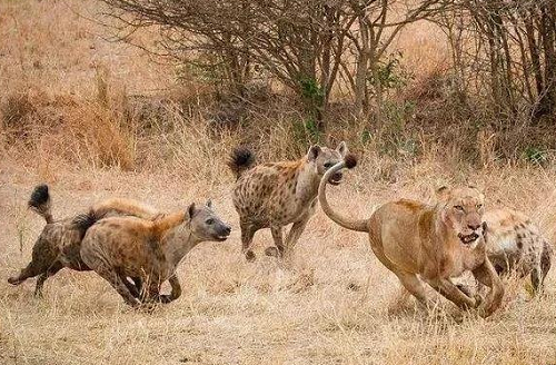为什么斑鬣狗喜欢“掏肛”？动物又为什么原地不动 第6张