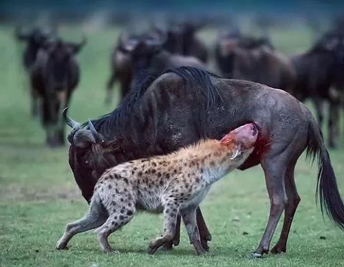 为什么斑鬣狗喜欢“掏肛”？动物又为什么原地不动 第8张