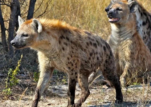 为什么斑鬣狗喜欢“掏肛”？动物又为什么原地不动 第9张