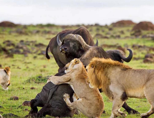 为什么斑鬣狗喜欢“掏肛”？动物又为什么原地不动 第10张