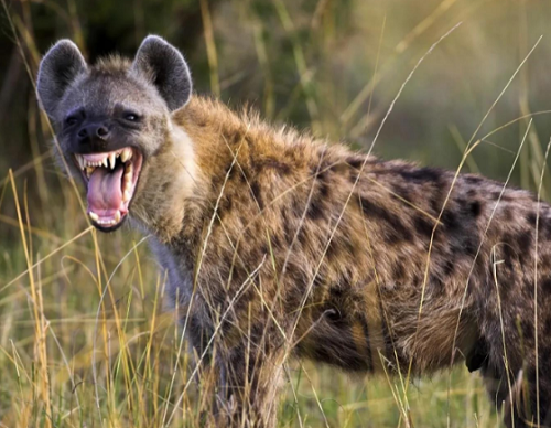 为什么斑鬣狗喜欢“掏肛”？动物又为什么原地不动 第12张