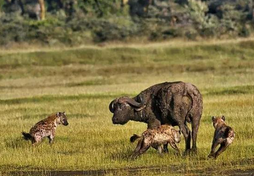 为什么斑鬣狗喜欢“掏肛”？动物又为什么原地不动 第13张