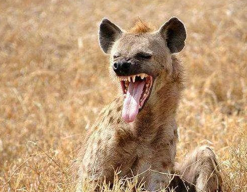 为什么斑鬣狗喜欢“掏肛”？动物又为什么原地不动 第14张