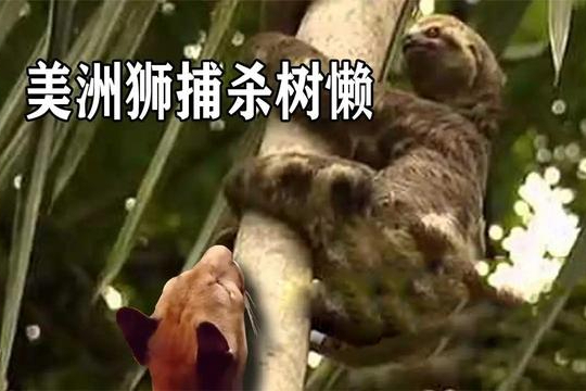 树懒到底有多懒？被猎物咬住都懒得反抗，为啥还没灭绝？