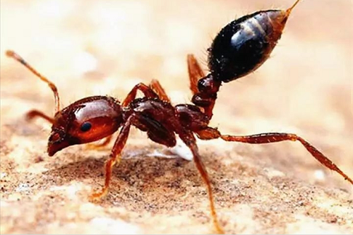 红火蚁是何方神圣？被红火蚁咬伤怎么办？