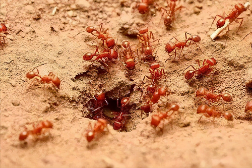 红火蚁是何方神圣？被红火蚁咬伤怎么办？ 第3张