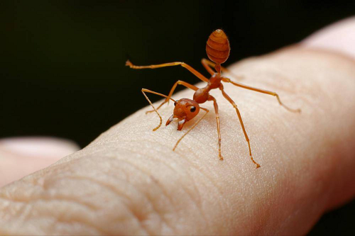 红火蚁是何方神圣？被红火蚁咬伤怎么办？ 第4张