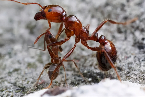 红火蚁是何方神圣？被红火蚁咬伤怎么办？ 第6张