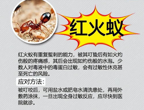红火蚁是何方神圣？被红火蚁咬伤怎么办？