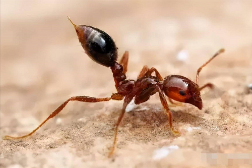 红火蚁是何方神圣？被红火蚁咬伤怎么办？ 第13张