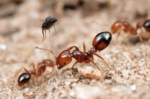 红火蚁是何方神圣？被红火蚁咬伤怎么办？ 第14张