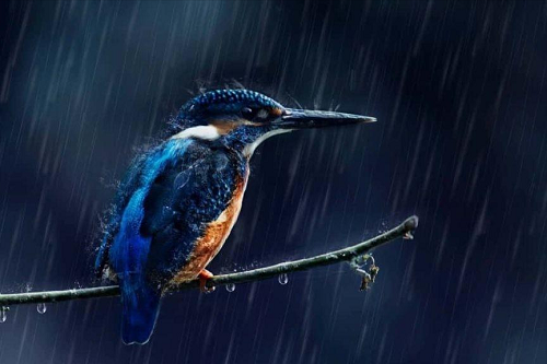 鸟窝露天朝上，下雨天鸟儿怎么躲雨？被雨淋了会怎样？