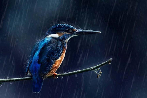 鸟窝露天朝上，下雨天鸟儿怎么躲雨？被雨淋了会怎样？ 第11张