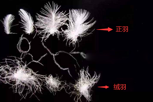 鸟窝露天朝上，下雨天鸟儿怎么躲雨？被雨淋了会怎样？