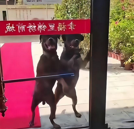 狗在什么情况下会咬人？被大型犬追咬时如何自救？