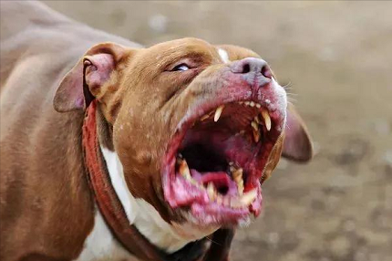 狗在什么情况下会咬人？被大型犬追咬时如何自救？