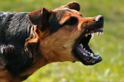 狗在什么情况下会咬人？被大型犬追咬时如何自救？