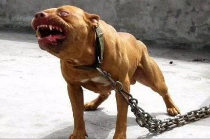 狗在什么情况下会咬人？被大型犬追咬时如何自救？