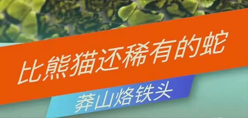 100万的莽山烙铁头，凭什么被称为“蛇中大熊猫”？