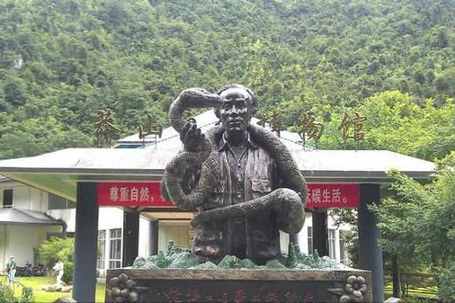 100万的莽山烙铁头，凭什么被称为“蛇中大熊猫”？