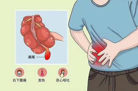 人体“无用”的5个器官：它们真的无用吗？
