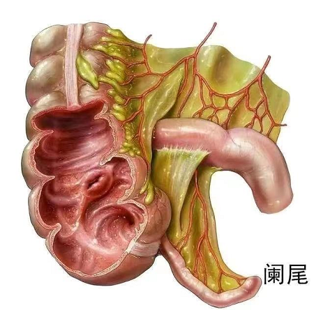 人体“无用”的5个器官：它们真的无用吗？