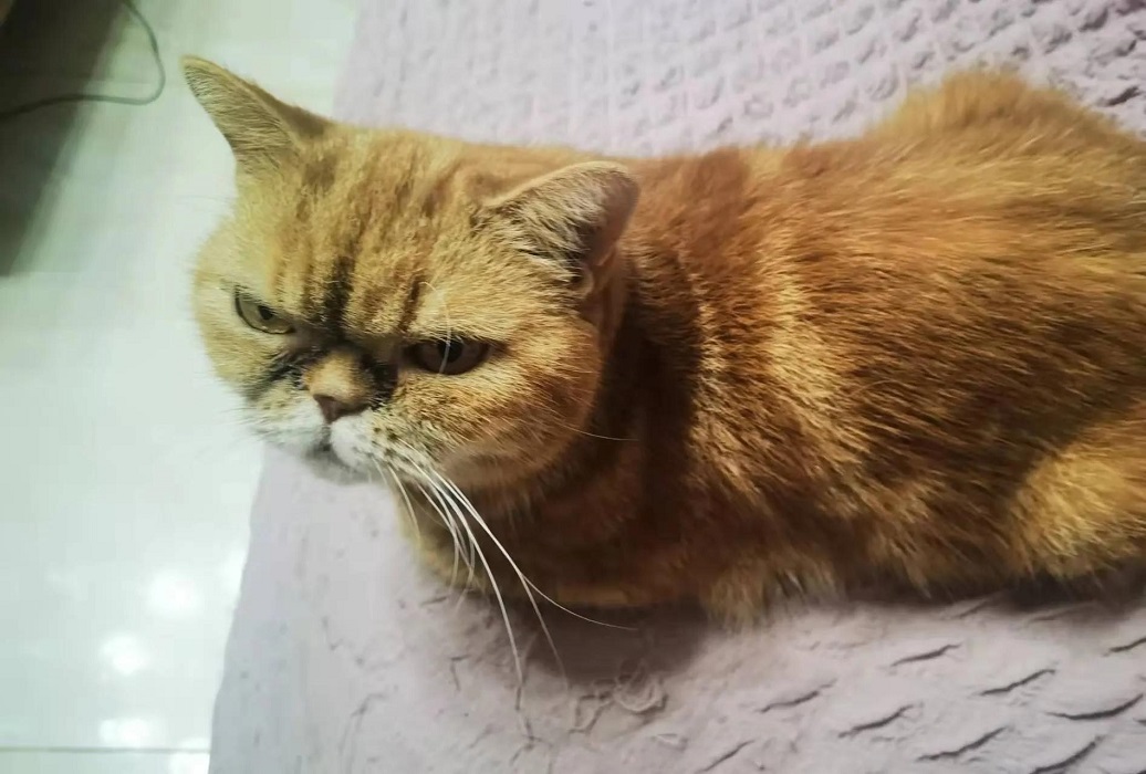 物业那只猫——一只流浪猫的生育史
