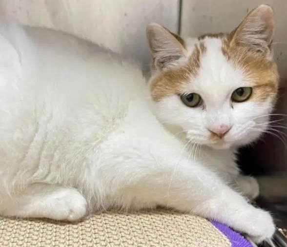 详细阅读:一只脏兮兮的猫跑进了我家的院子 一只脏兮兮的猫跑进了我家的院子
