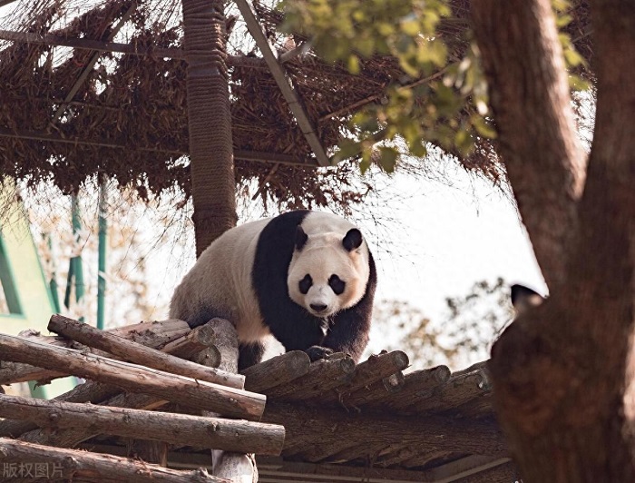 武汉动物园这个国庆长假为何如此火爆？ 第3张
